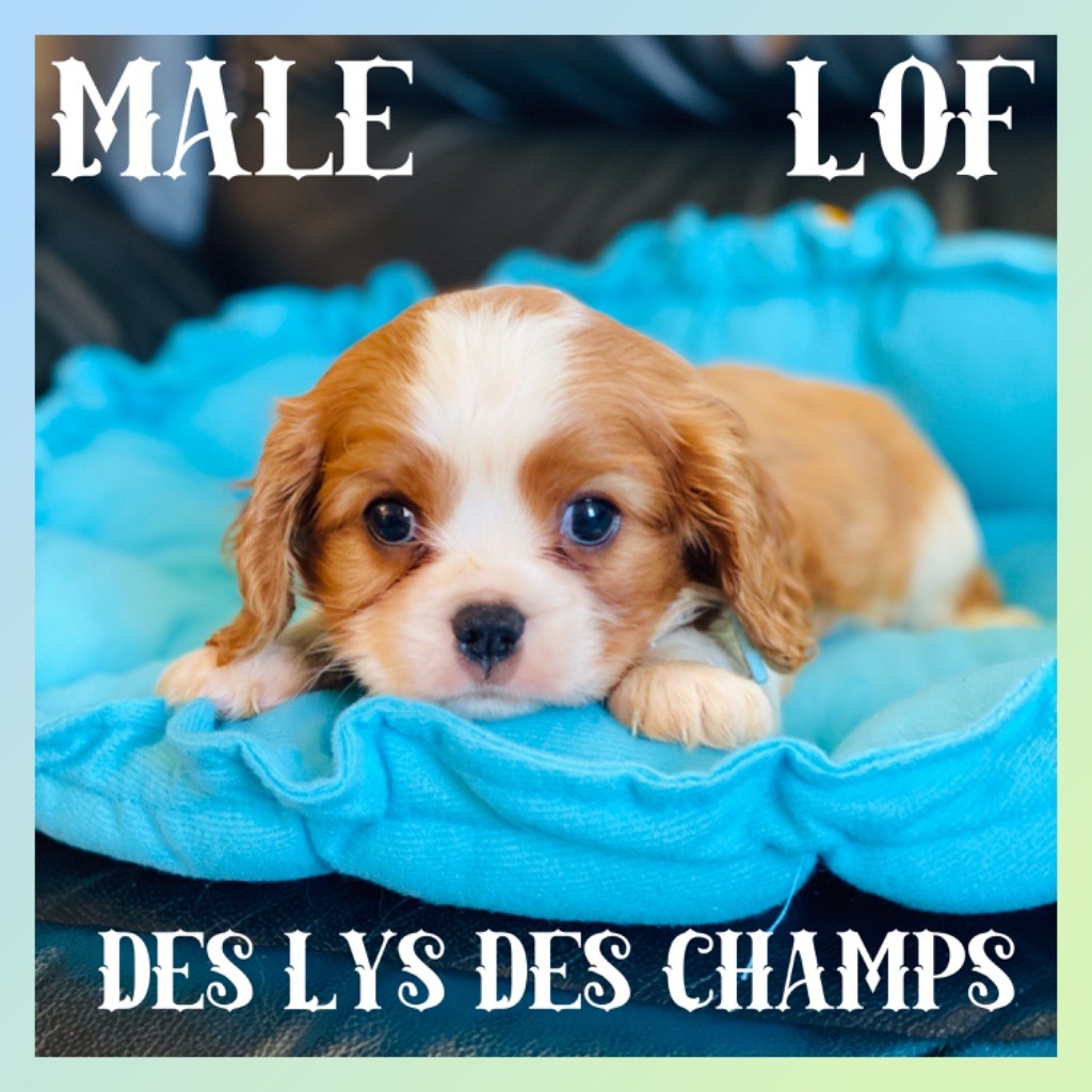 Des Lys Des Champs - Chiots disponibles 