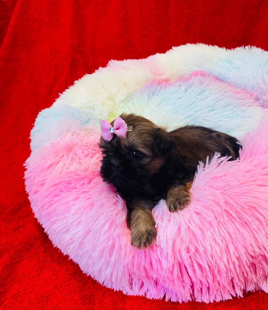 Des Lys Des Champs - Chiots disponibles - Shih Tzu
