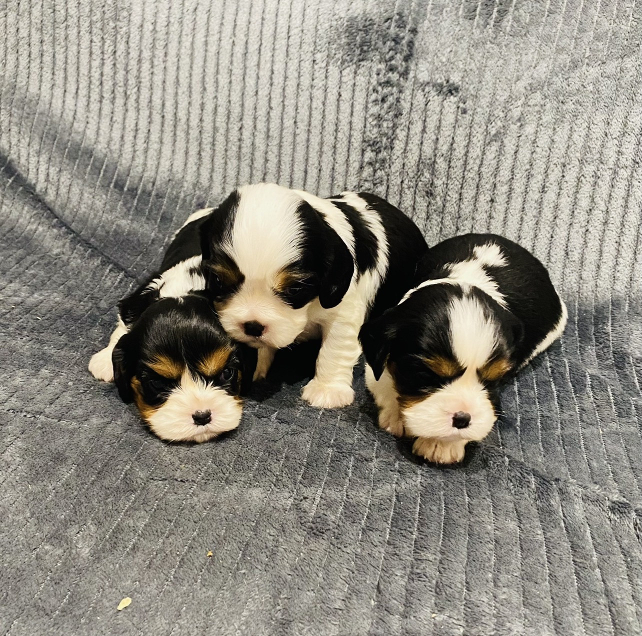 Des Lys Des Champs - Cavalier King Charles Spaniel - Portée née le 19/01/2026
