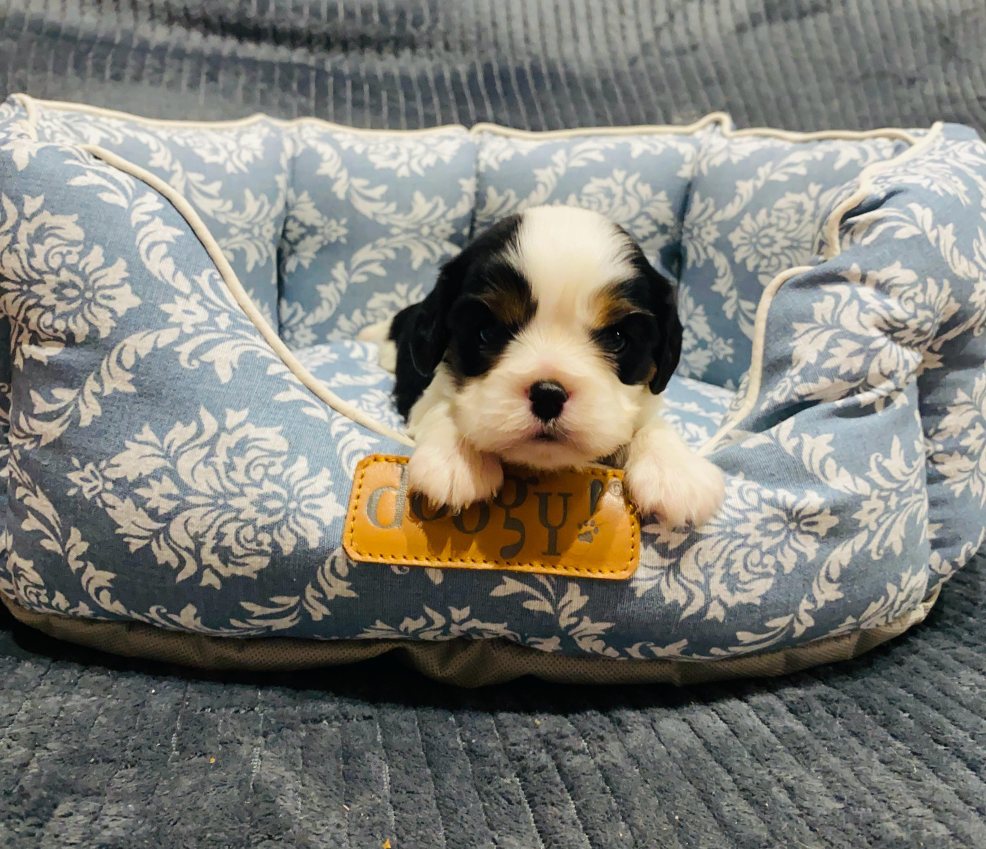 Des Lys Des Champs - Chiots disponibles - Cavalier King Charles Spaniel