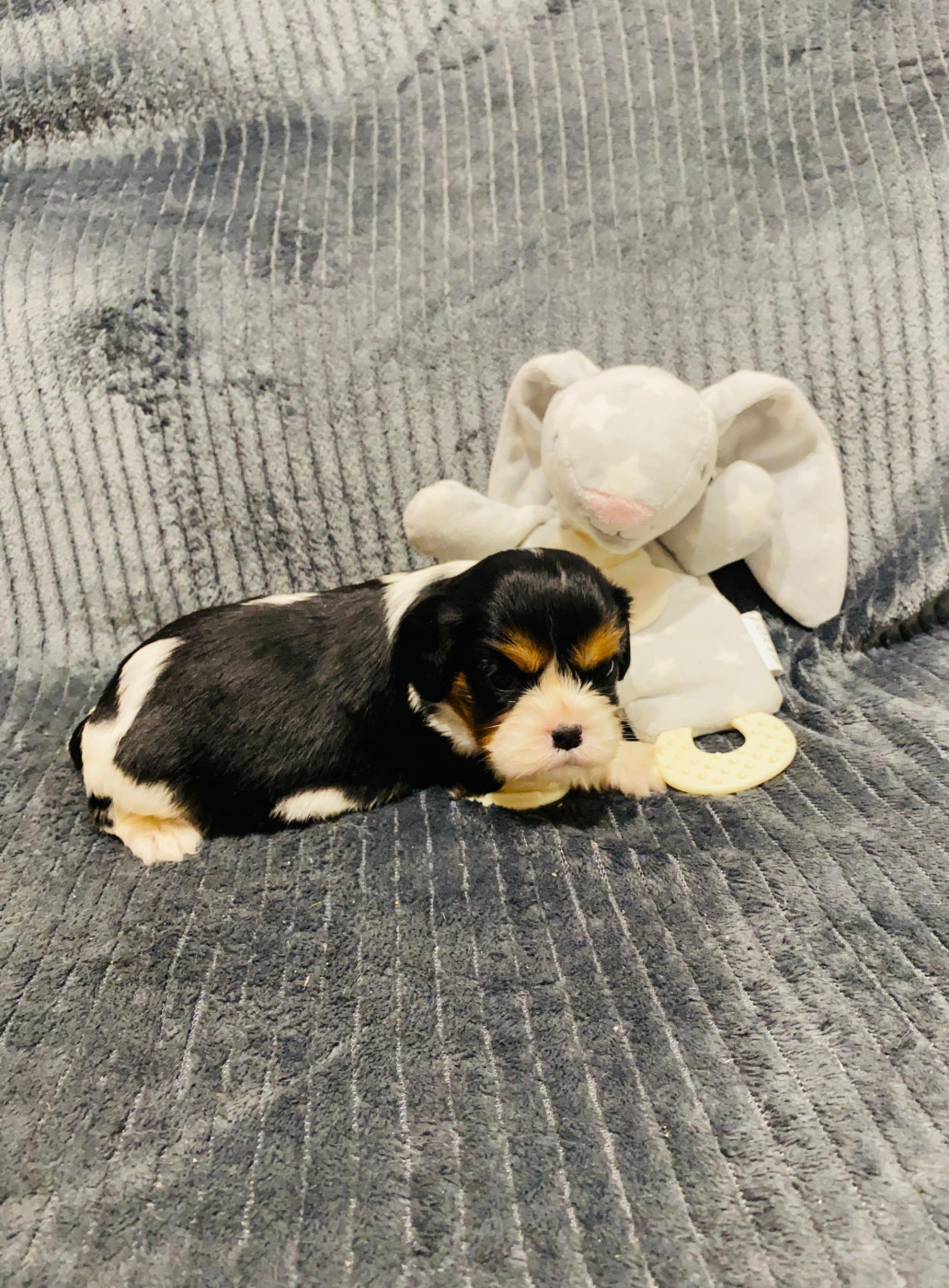 Des Lys Des Champs - Chiots disponibles - Cavalier King Charles Spaniel