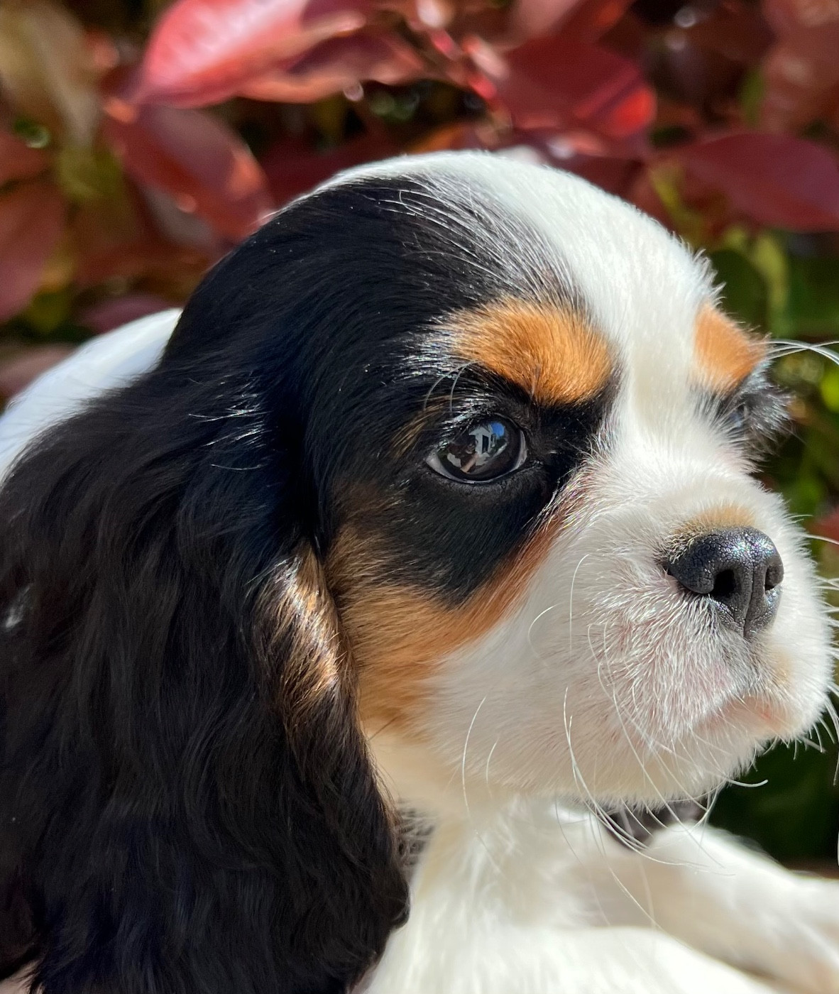 Des Lys Des Champs - Chiots disponibles - Cavalier King Charles Spaniel