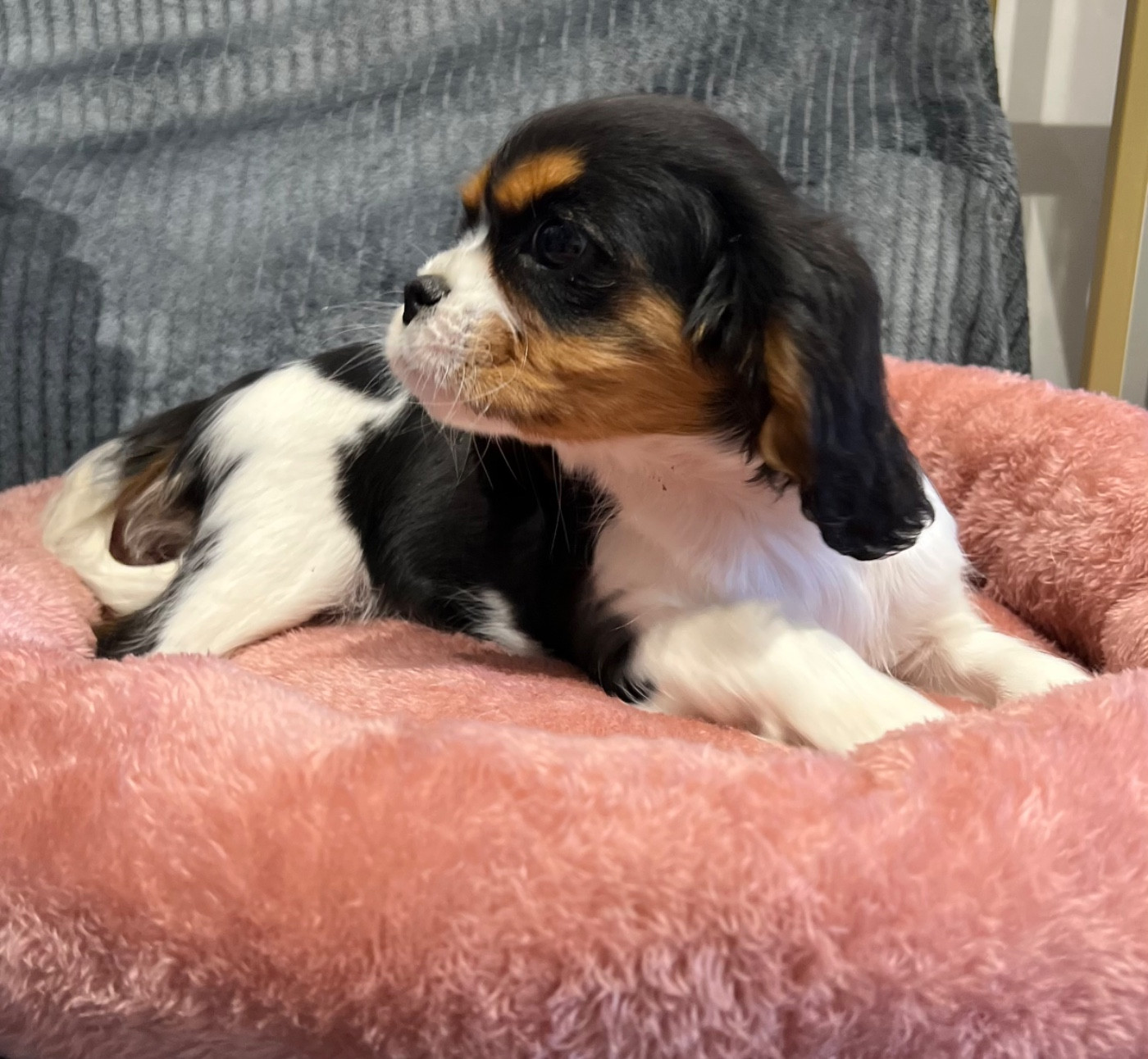 Des Lys Des Champs - Chiots disponibles - Cavalier King Charles Spaniel