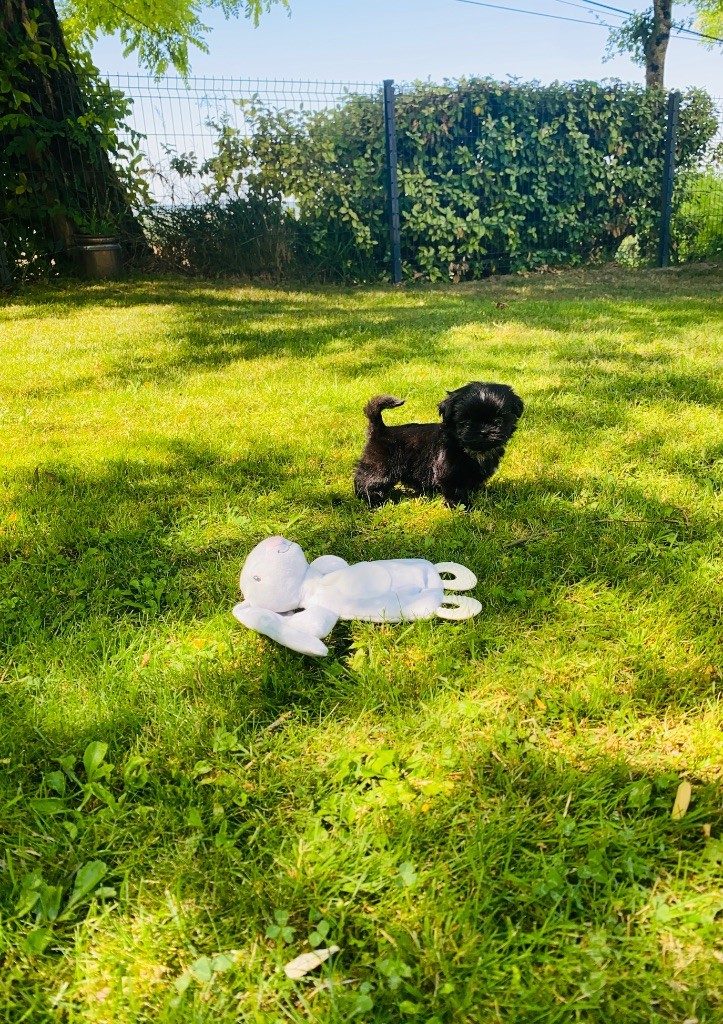 Des Lys Des Champs - Chiots disponibles - Shih Tzu