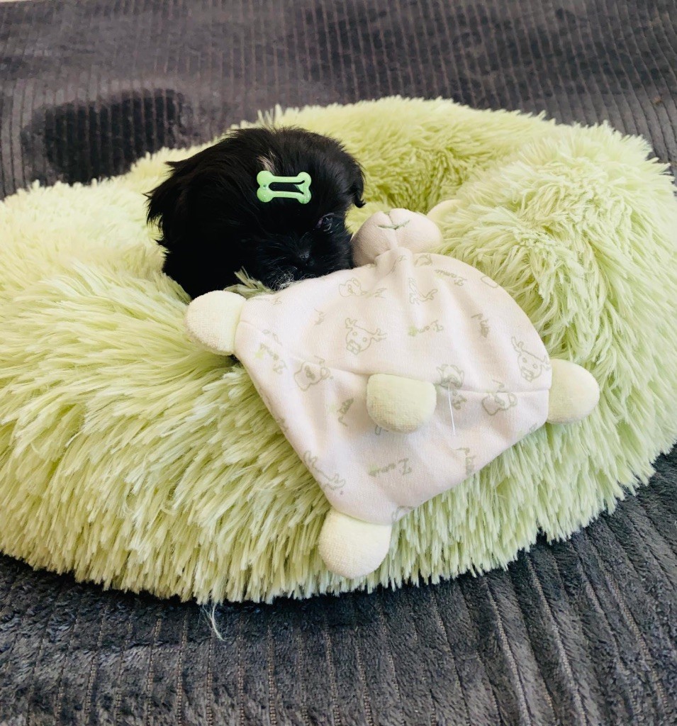 Des Lys Des Champs - Chiots disponibles - Shih Tzu
