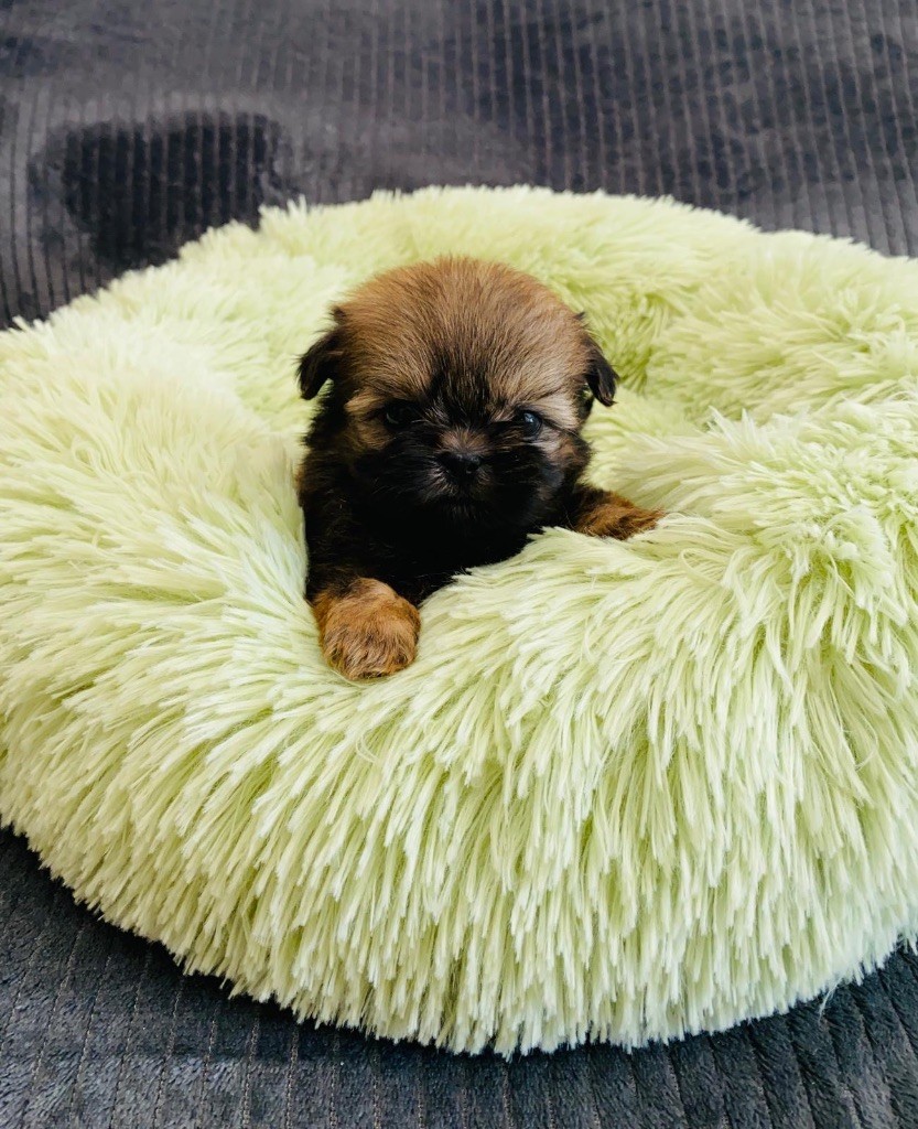 Des Lys Des Champs - Chiots disponibles - Shih Tzu
