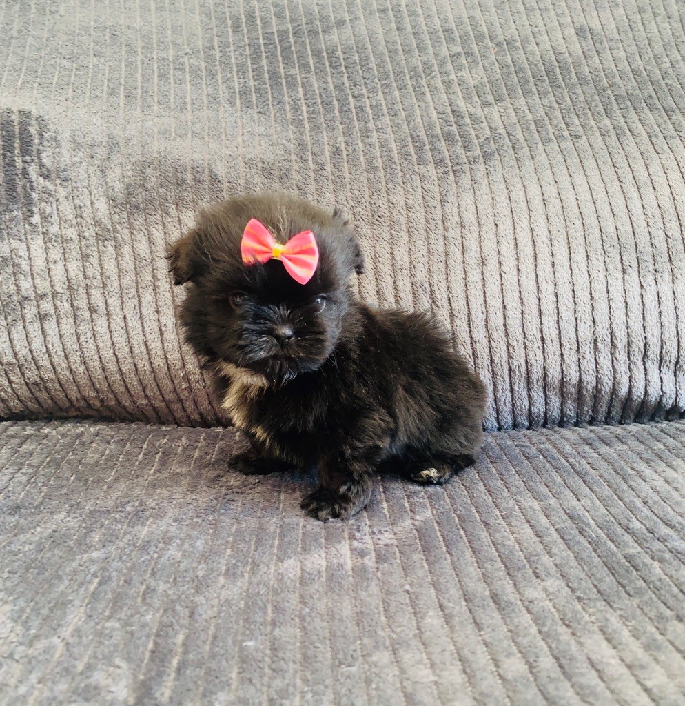 Des Lys Des Champs - Chiots disponibles - Shih Tzu