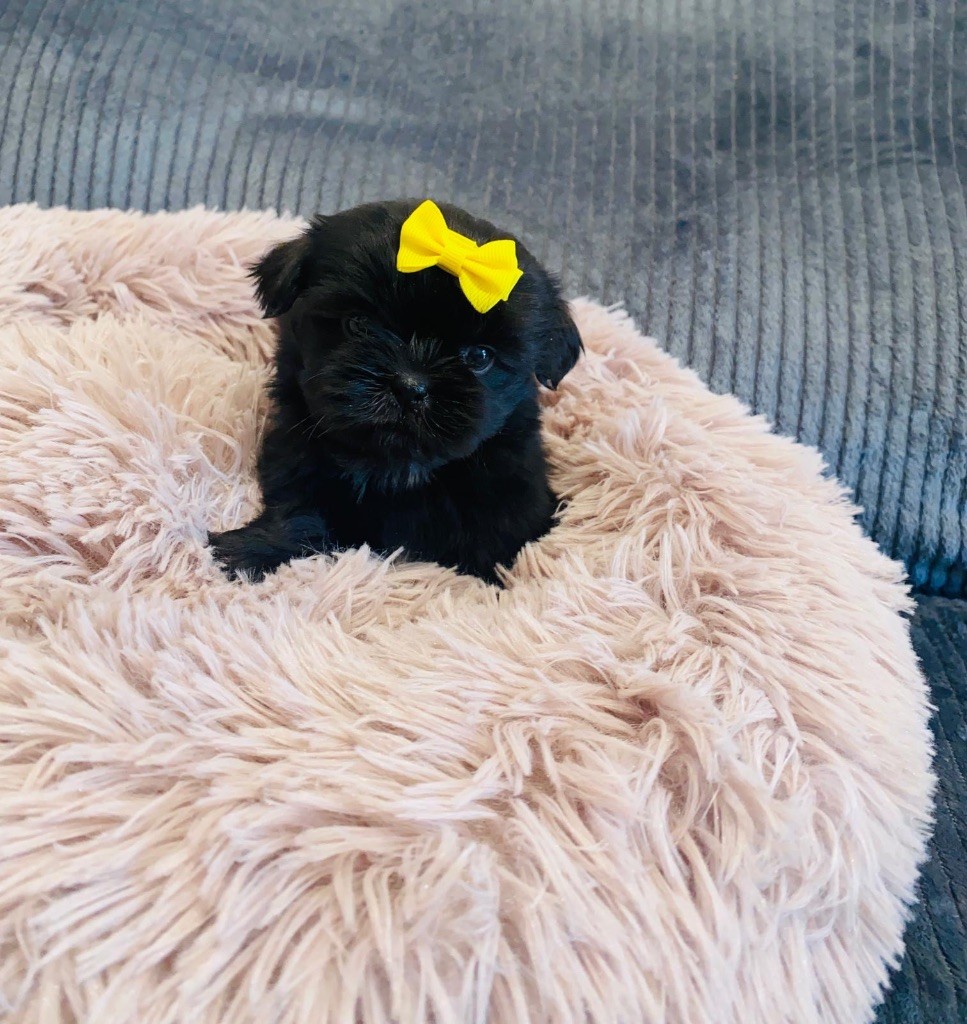 Des Lys Des Champs - Chiots disponibles - Shih Tzu