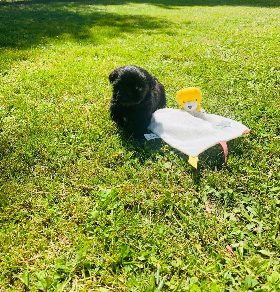 Des Lys Des Champs - Chiots disponibles - Shih Tzu